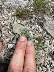 Stellaria longipes