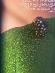 Charidotis auroguttata