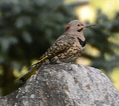 Colaptes auratus luteus