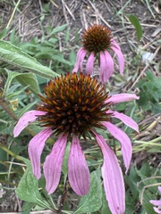 Echinacea purpurea