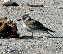 Charadrius wilsonia