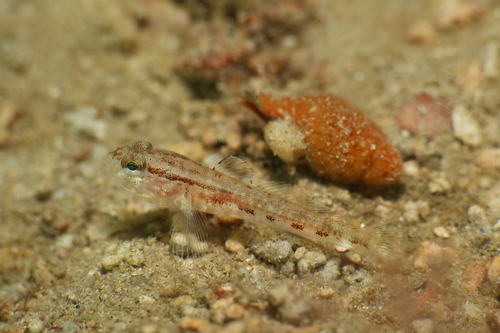 Steven's Goby