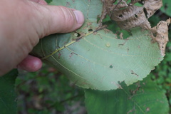 Caryomyia