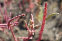 Salicornia
