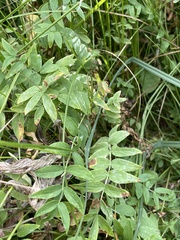 Polemonium occidentale