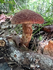 Suillus spraguei