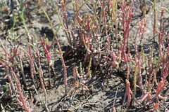 Salicornia