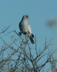 Melierax canorus argentior