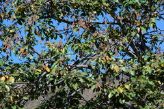 Lonchocarpus sericeus