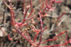 Salicornia