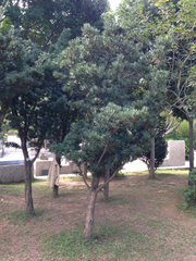 Podocarpus macrophyllus maki