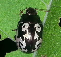 Calligrapha intermedia