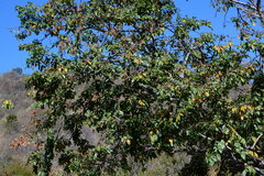 Lonchocarpus sericeus