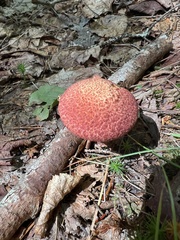 Suillus spraguei