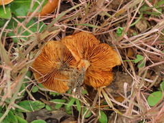 Gymnopilus penetrans