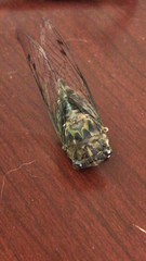 Neotibicen pruinosus