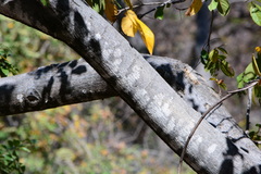 Lonchocarpus sericeus