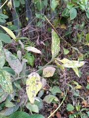 Golovinomyces cynoglossi