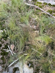 Bulbostylis capillaris