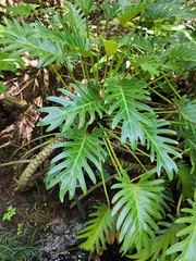 Thaumatophyllum xanadu