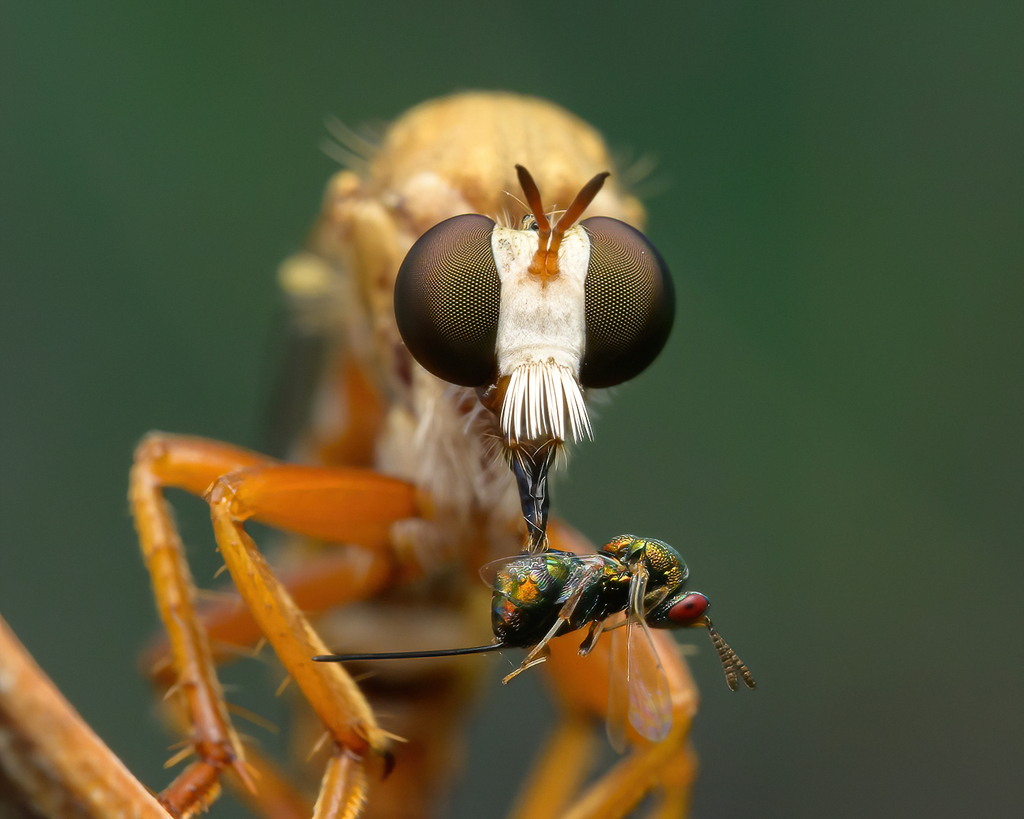 Brachyceran Flies