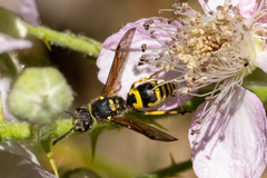 Ancistrocerus