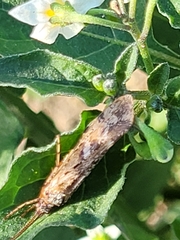 Limnephilus