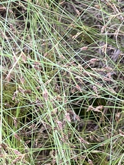 Bulbostylis capillaris