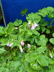 Oxalis latifolia