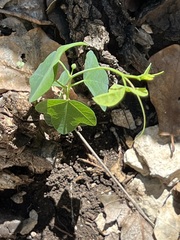 Passiflora lutea