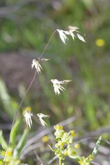 Melasphaerula graminea