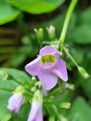 Oxalis latifolia