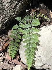 Myriopteris alabamensis