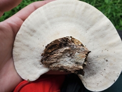 Trametes aesculi