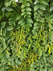 Styphnolobium japonicum