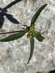 Euphorbia dentata