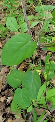 Gonolobus suberosus