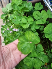 Oxalis latifolia