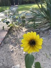 Helianthus pauciflorus