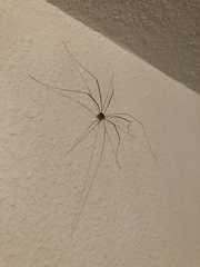 Leiobunum religiosum