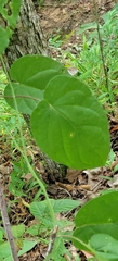 Gonolobus suberosus