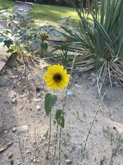 Helianthus pauciflorus