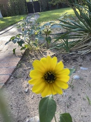 Helianthus pauciflorus