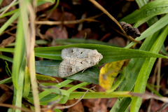 Ammoconia caecimacula