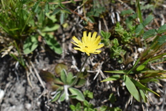 Pilosella officinarum