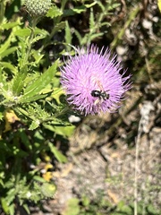 Melissodes desponsus