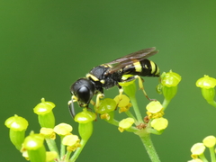 Ectemnius