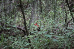 Salvia gesneriiflora
