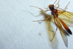 Opheltes glaucopterus