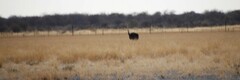 Struthio camelus australis